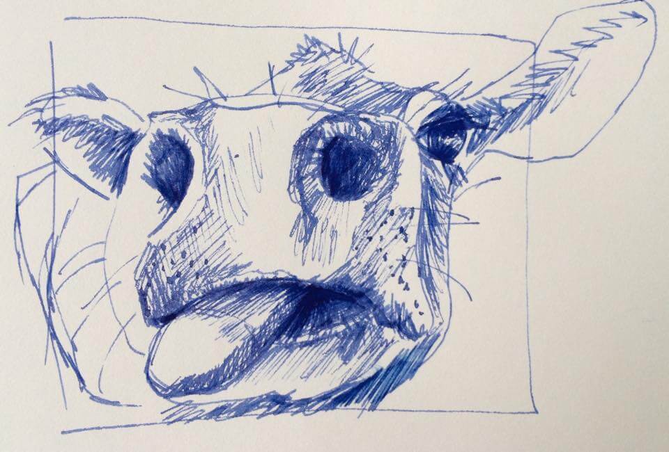 Jill Griffin's cow close-up