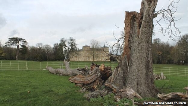 300-year-old-tree