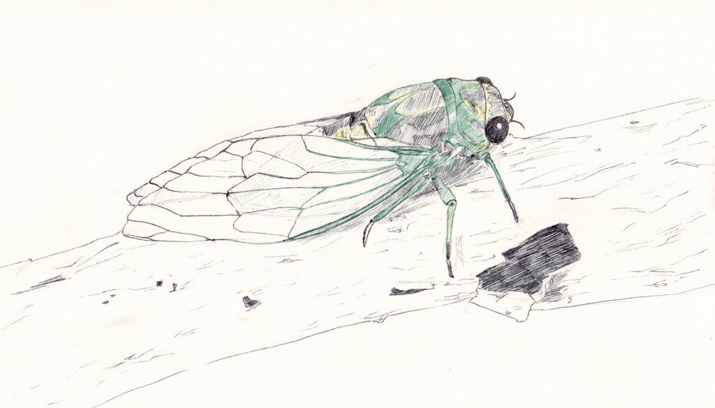 Melody Yang's fireflies