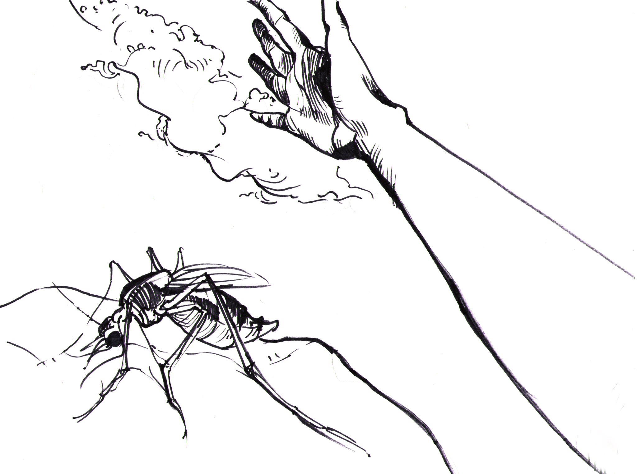 Elissa He's mosquito scene
