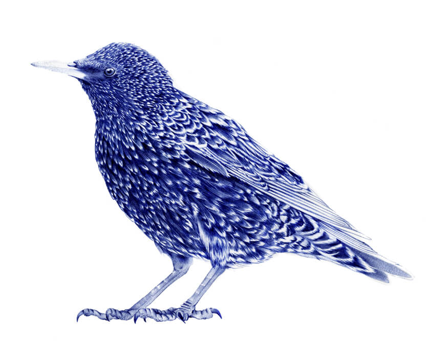 Sarah-Esteje-Ballpoint-Pen-Art2