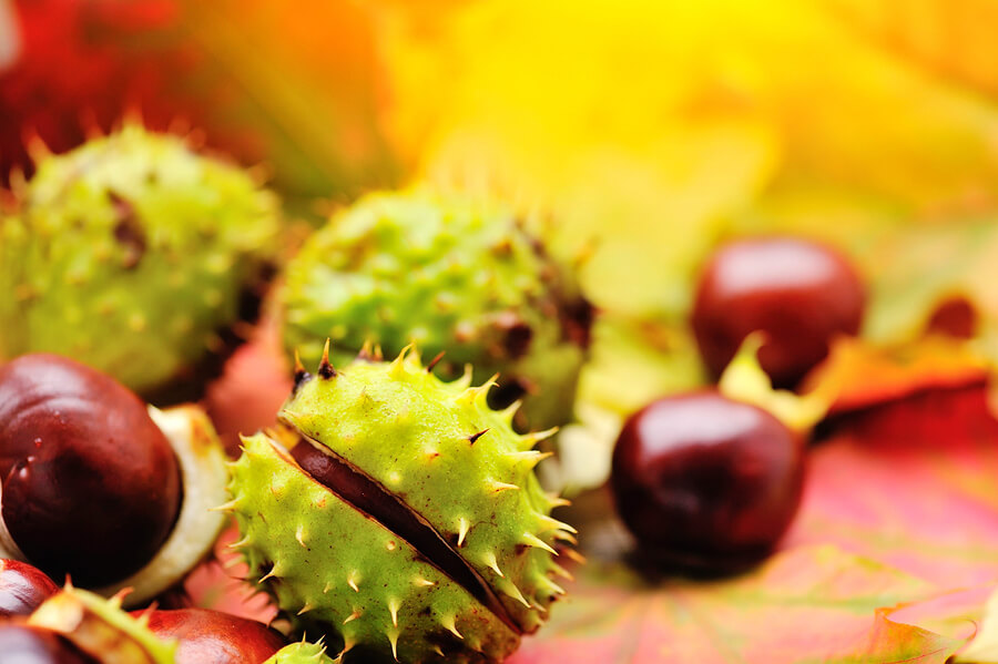 Chestnuts on the ground in autumn
