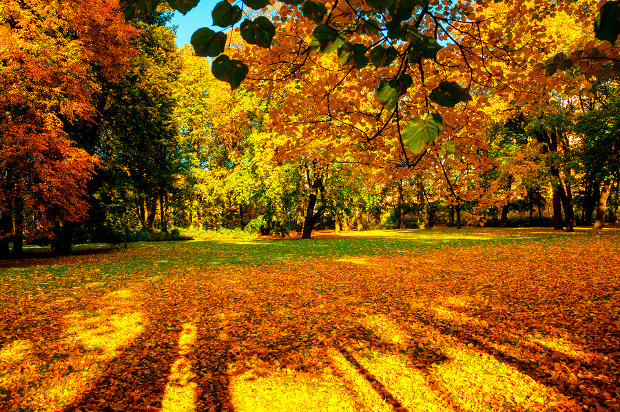 autumn trees