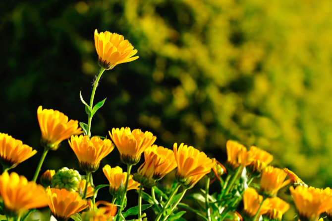 35 delightful Spring writing prompts for kids & adults