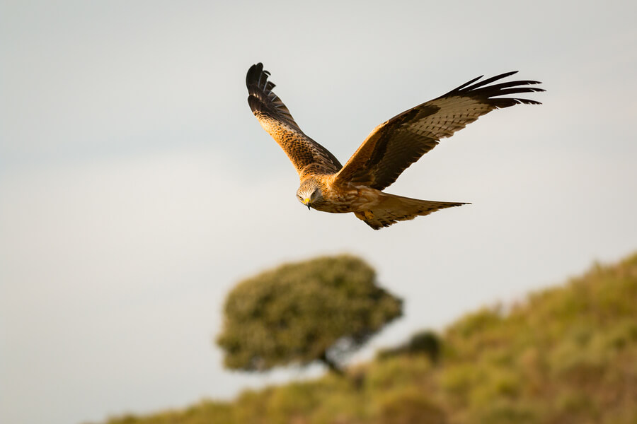 Bird of prey in flight