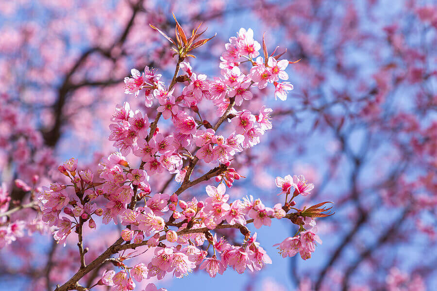 Closeup of Wild Himalayan Cherry (Prunus cerasoides) or thai sakura flower in field at winter or spring day.