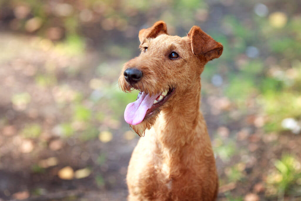 An Irish Terrier like the one posted through the mail