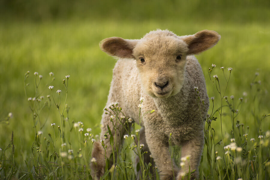 Sheep breeding, lamb, on a flowered meadow lookin to the camera in Buenos Aires countryside, Argentina. Sheep, Ovis orientalis aries