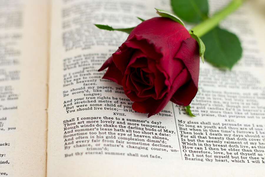 red rose and sonnet