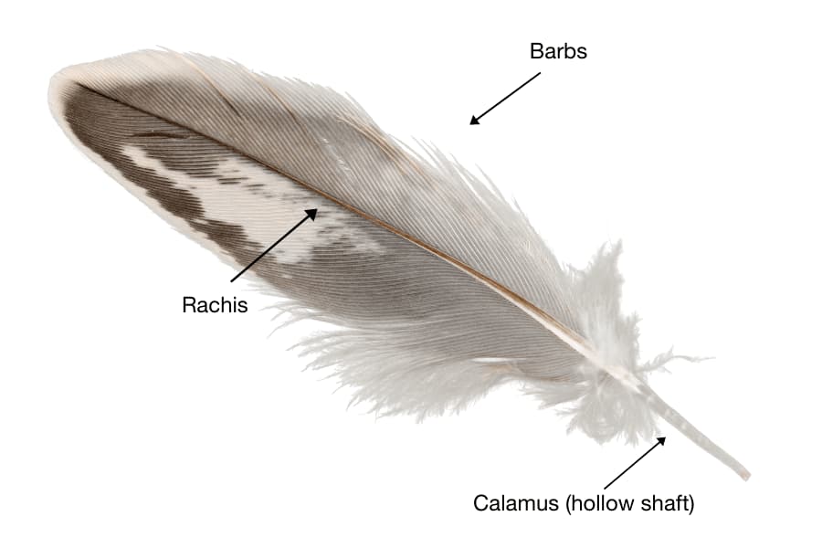 The anatomy of a feather