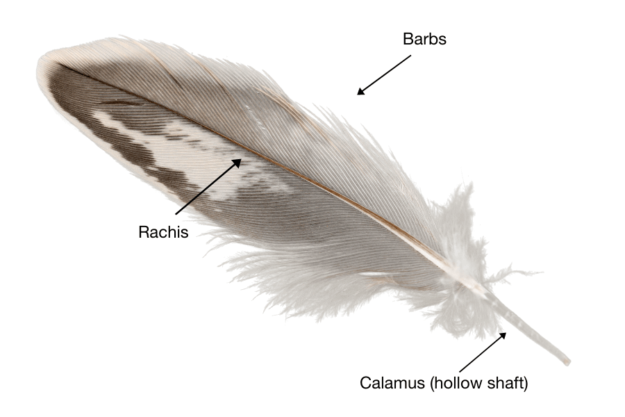The anatomy of a feather