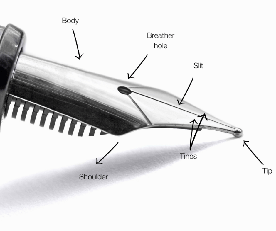 A fountain pen nib labelled with its parts
