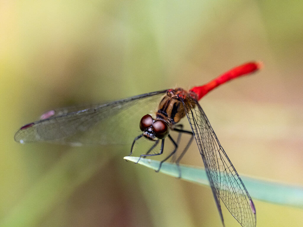 A close-up photo of a red dragonfly in a Japanese park
